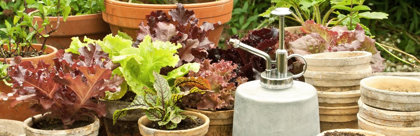 Gärtnern in der Kiste Liebe Deinen Garten
